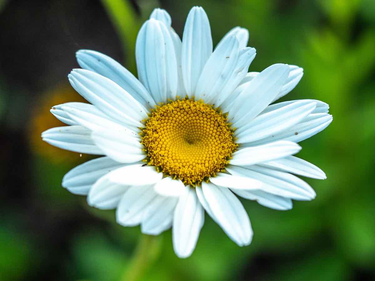 Daisy Grow Kit Target at Frances Chavez blog