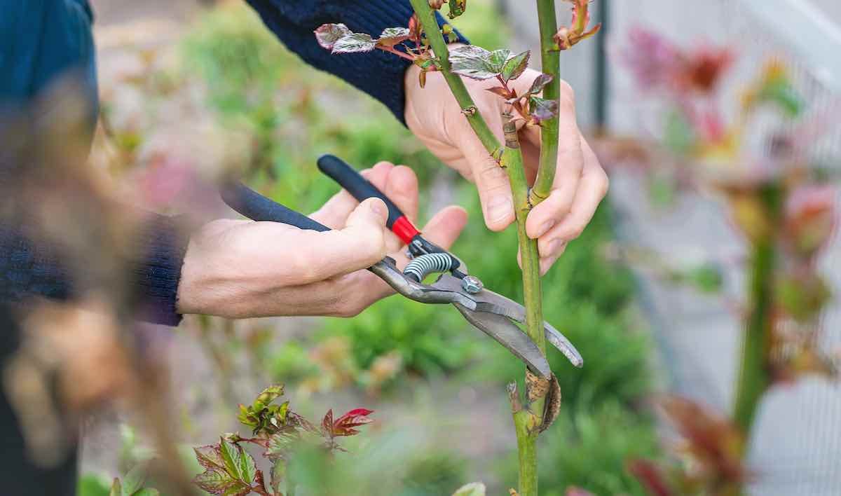 The Complete Guide to Pruning Roses in 5 Easy Steps Minneopa Orchards