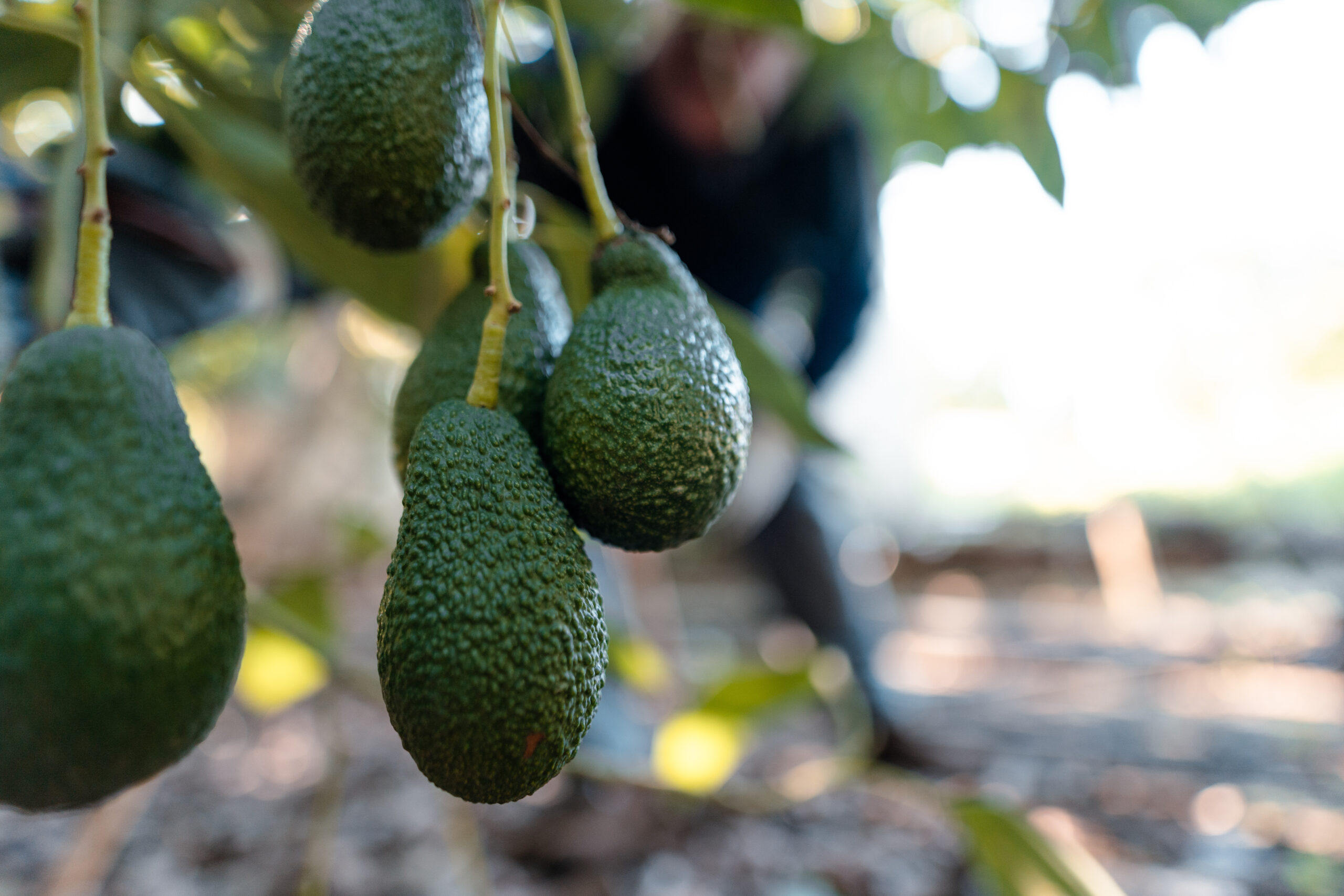 How to Plant an Avocado Tree Everything You Should Know! Minneopa