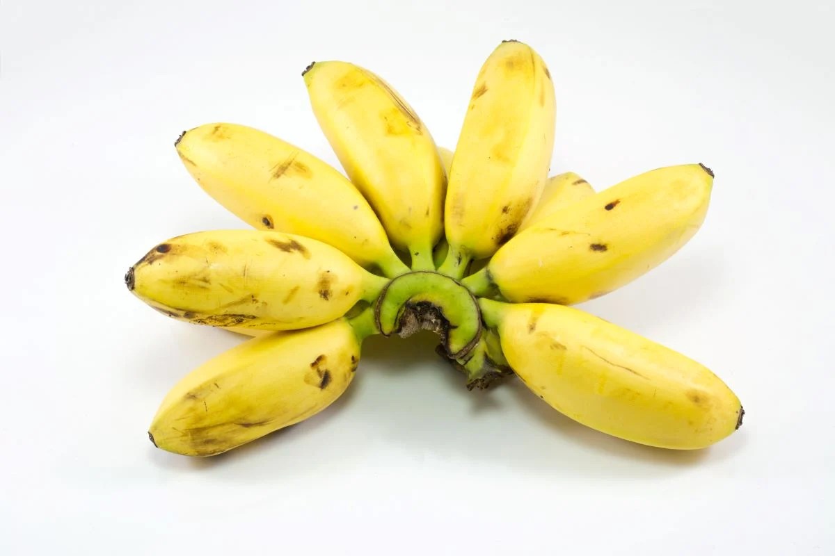 Everything You Should Know About the Lady Finger Banana Tree Minneopa Orchards