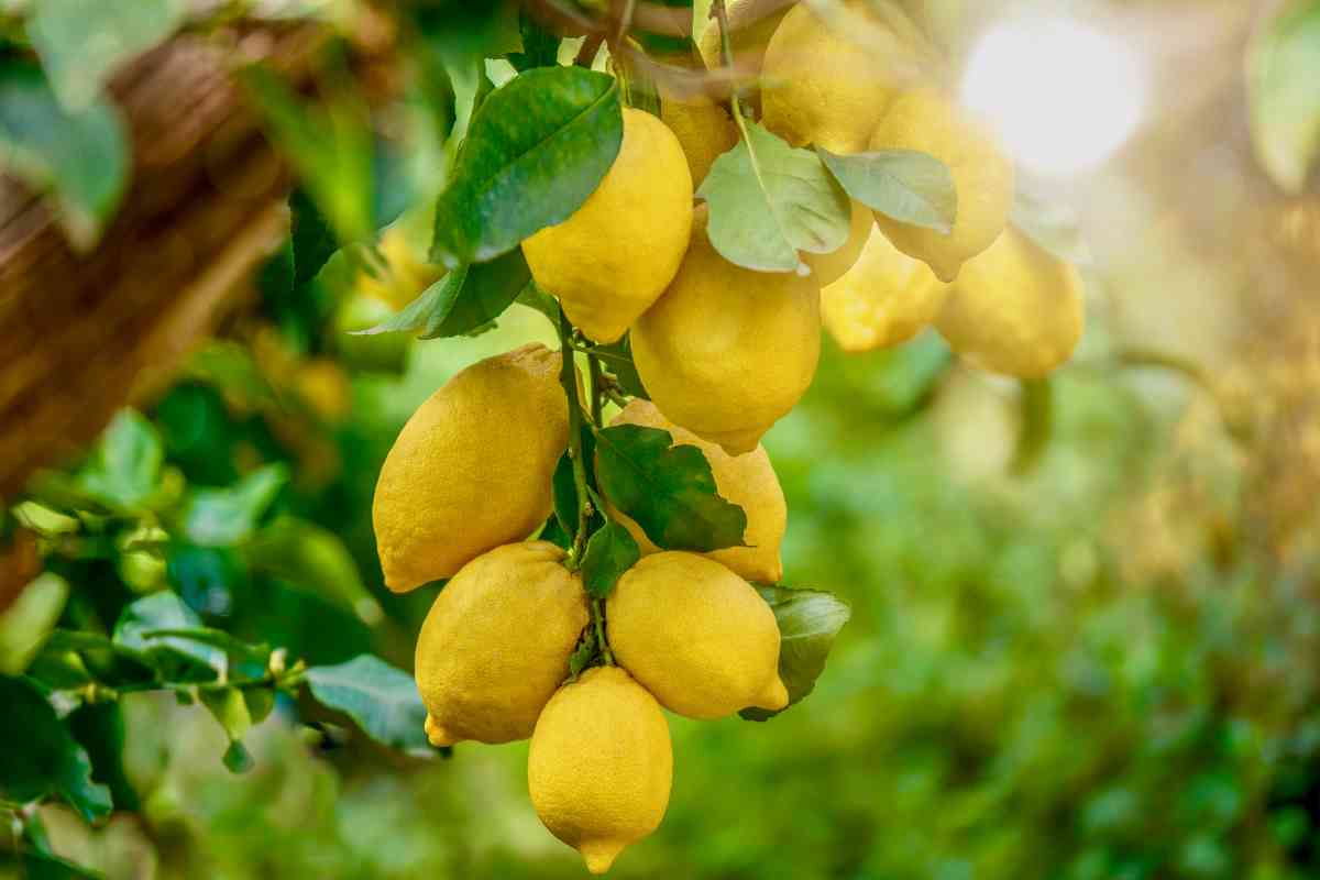 The 9 Best Lemon Tree Fertilizers for Backyard Growers Minneopa Orchards