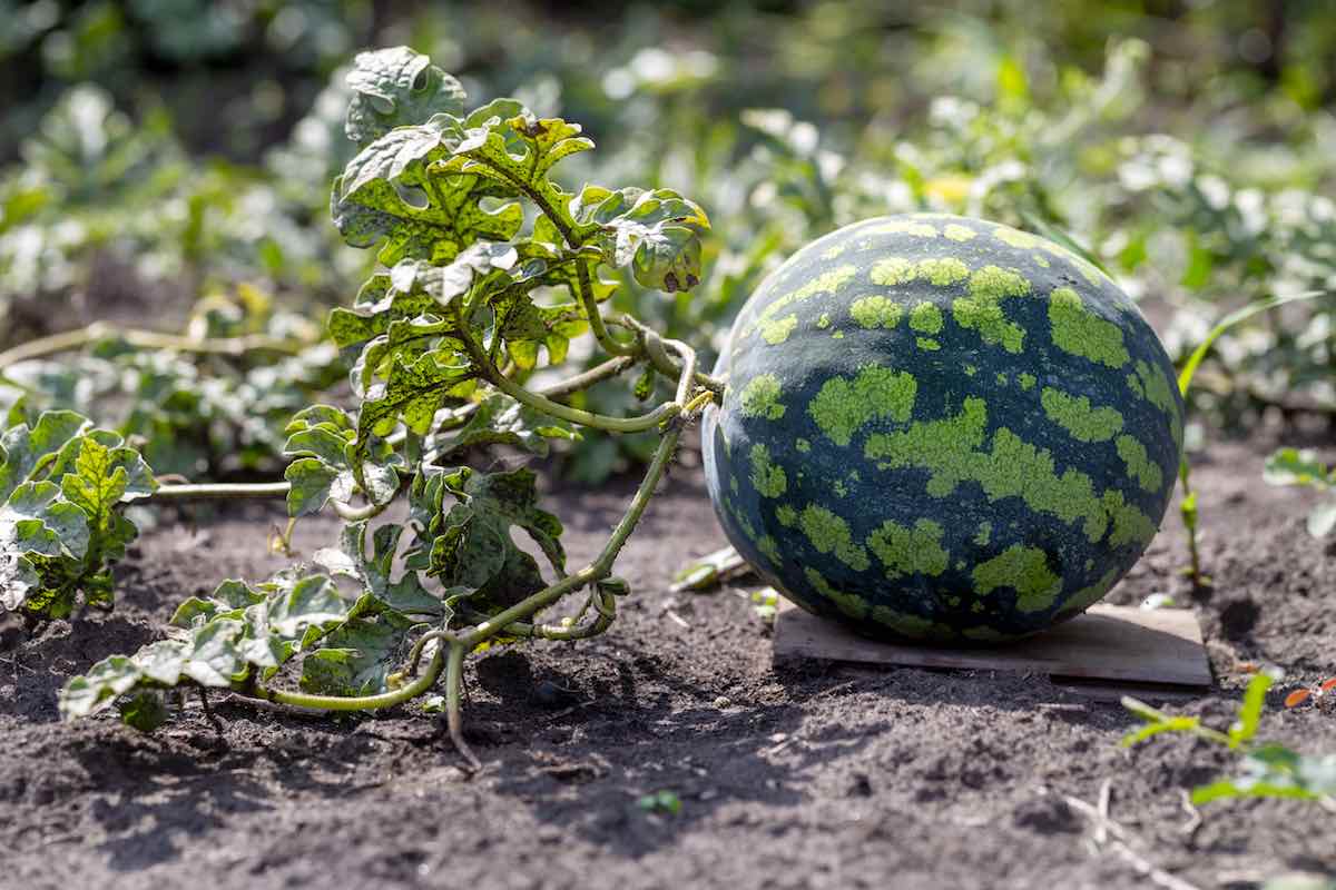 How to Plant Watermelon in 8 Easy Steps Minneopa Orchards