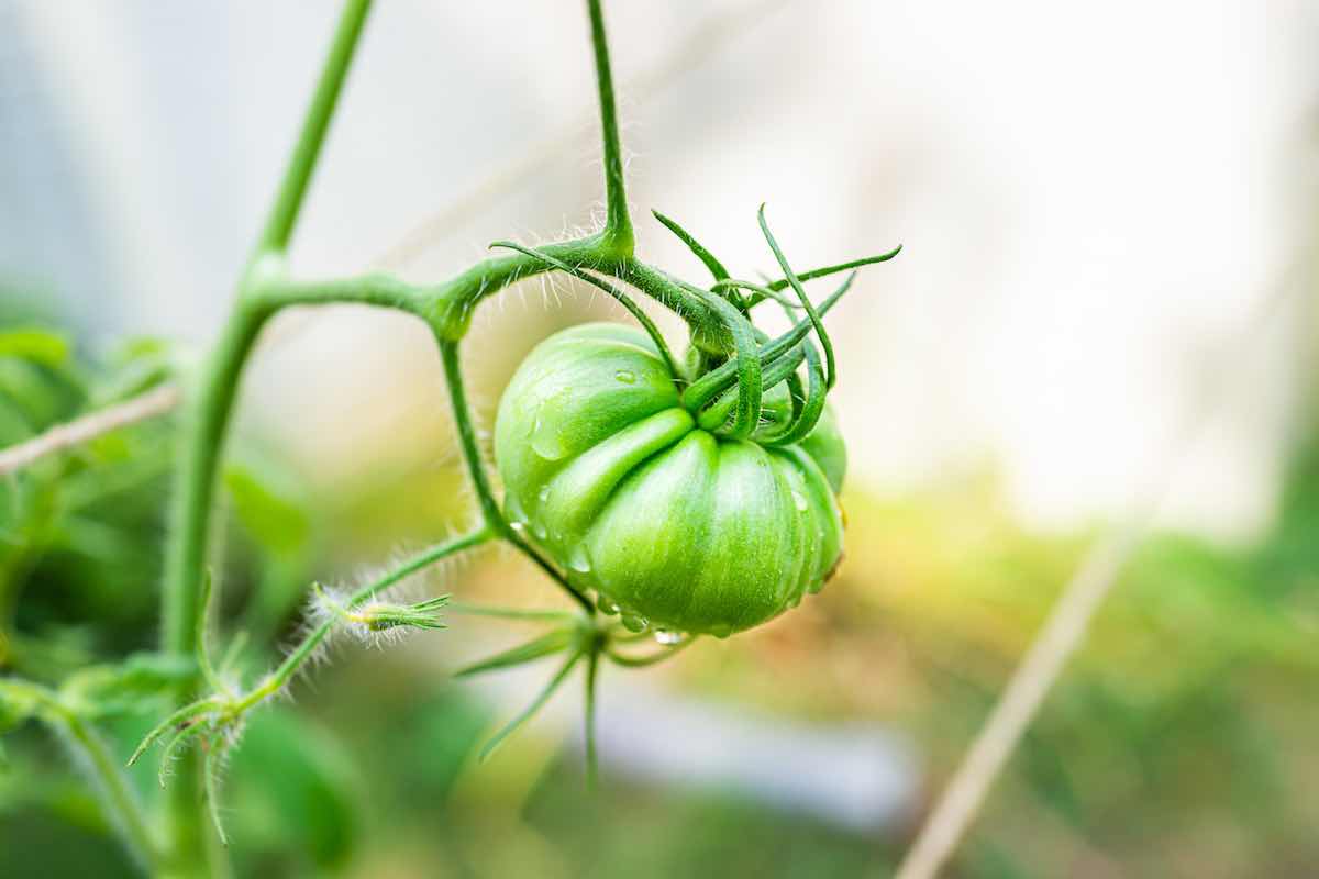 The 11 Best Large Tomato Varieties Minneopa Orchards