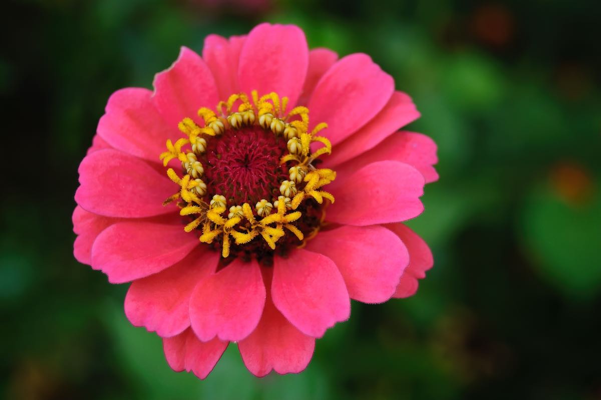 Are Zinnia Edible? Minneopa Orchards
