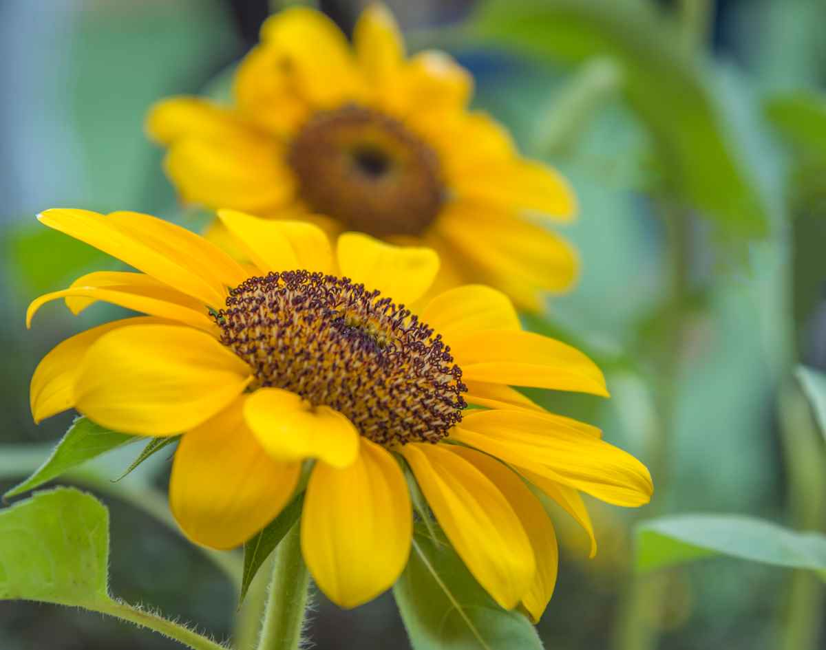 Big Smile Sunflower Planting, Growing, and Enjoying This Little Ray of