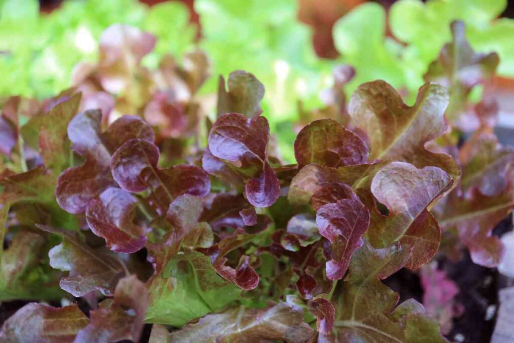 Red Sails Lettuce How to Plant, Grow, and Eat This Wonderful Leafy