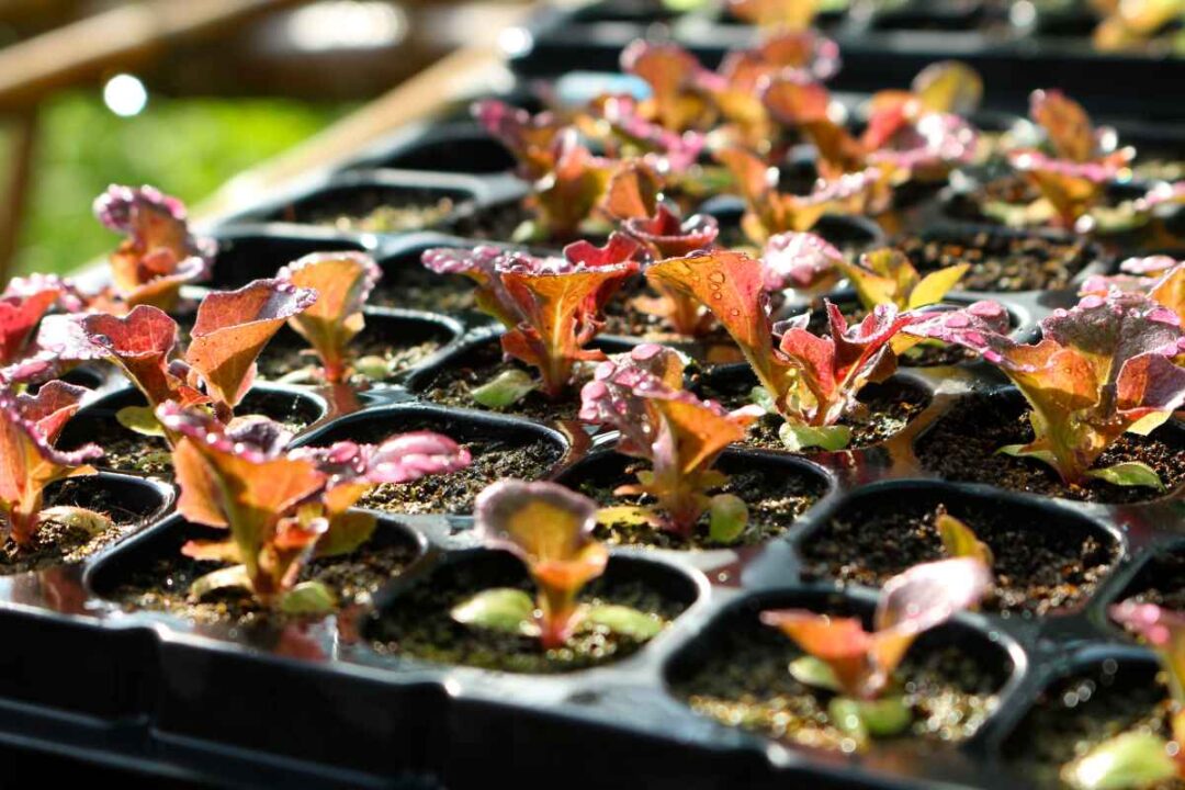 Red Sails Lettuce How to Plant, Grow, and Eat This Wonderful Leafy