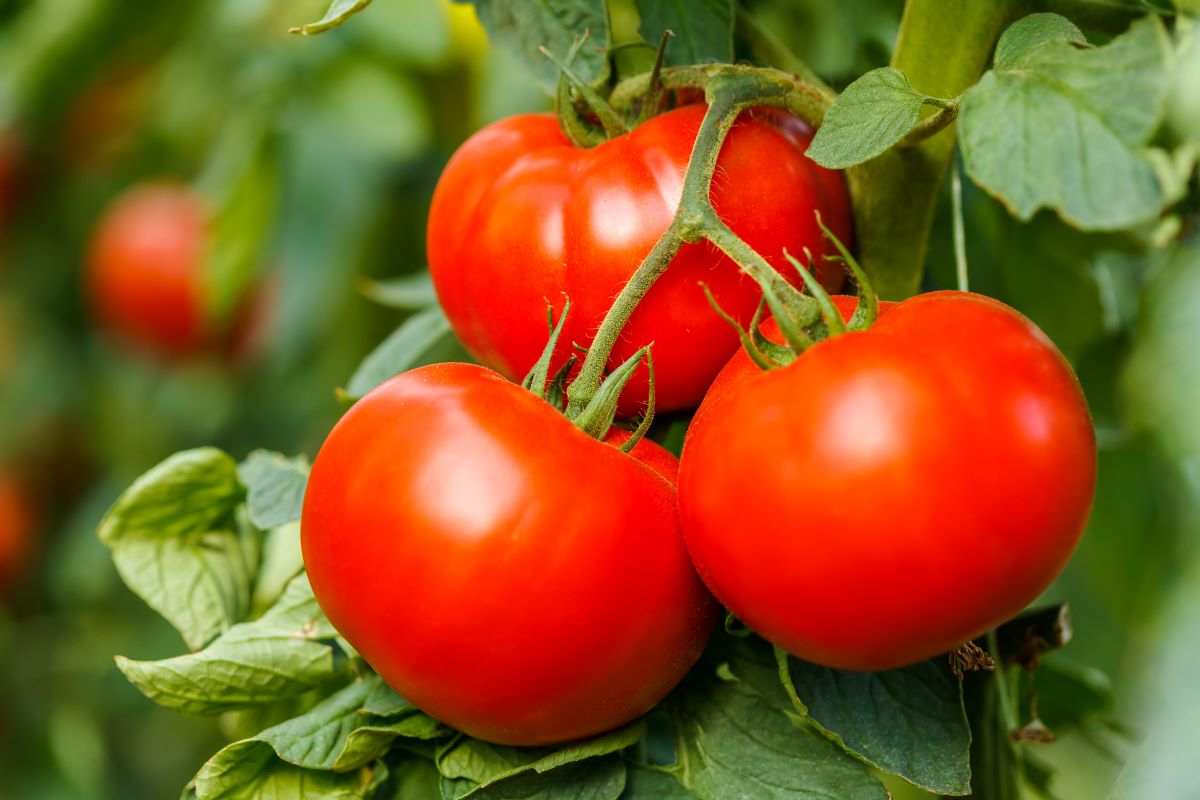All About Planting, Growing, and Enjoying the Bella Rosa Tomato Minneopa Orchards