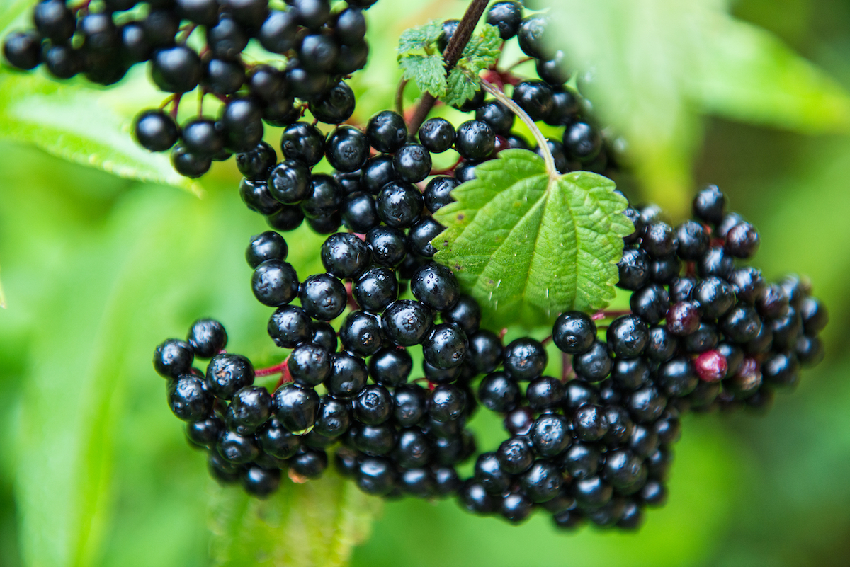 Elderberry Identification A StepbyStep Guide for Finding the Right Plant Minneopa Orchards