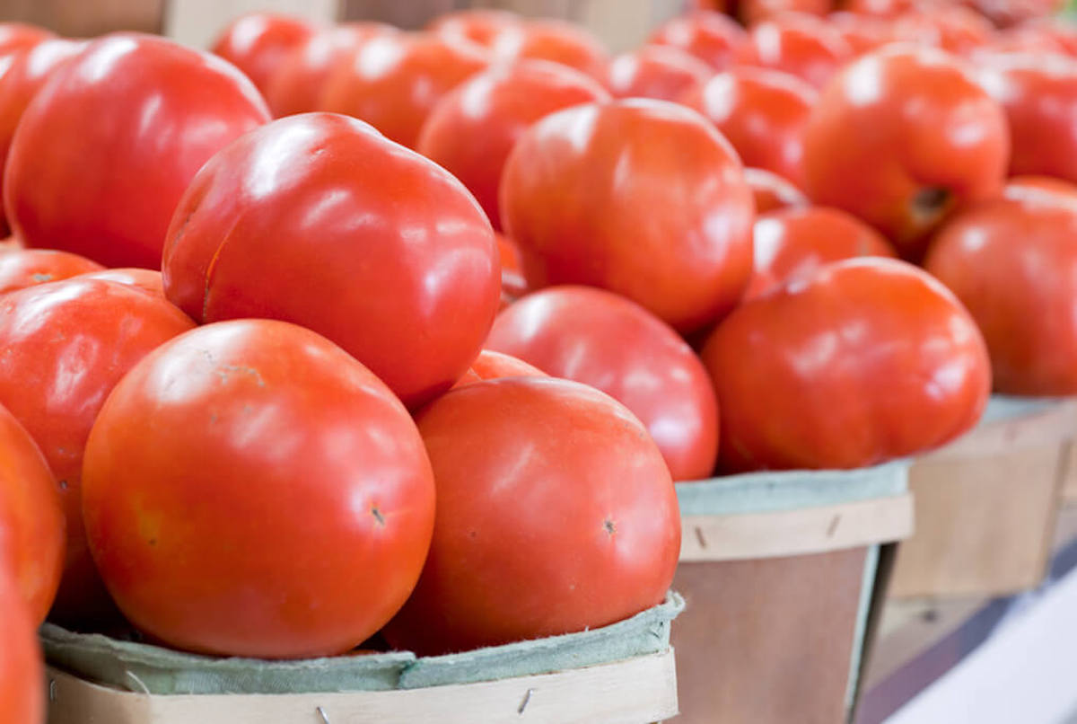 The 10 Best Tomato Plants for Containers Minneopa Orchards