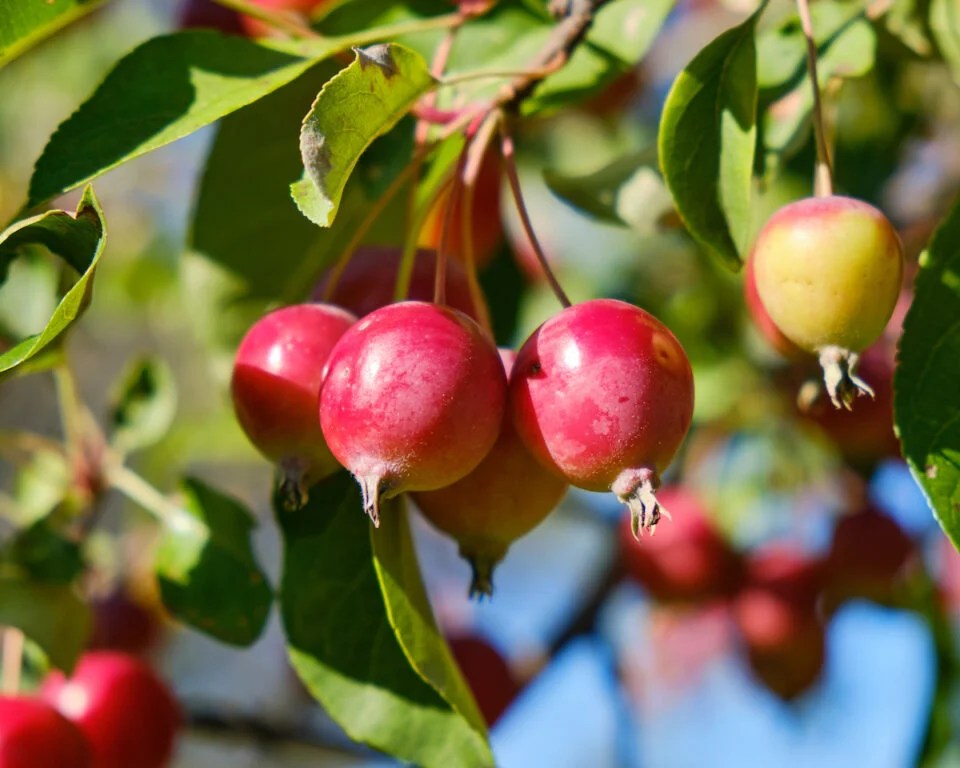 The Callaway Crabapple Tree Minneopa Orchards