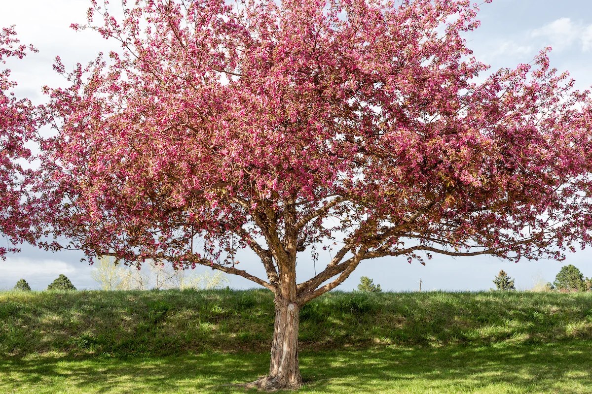 The Red Baron Crabapple Tree Minneopa Orchards