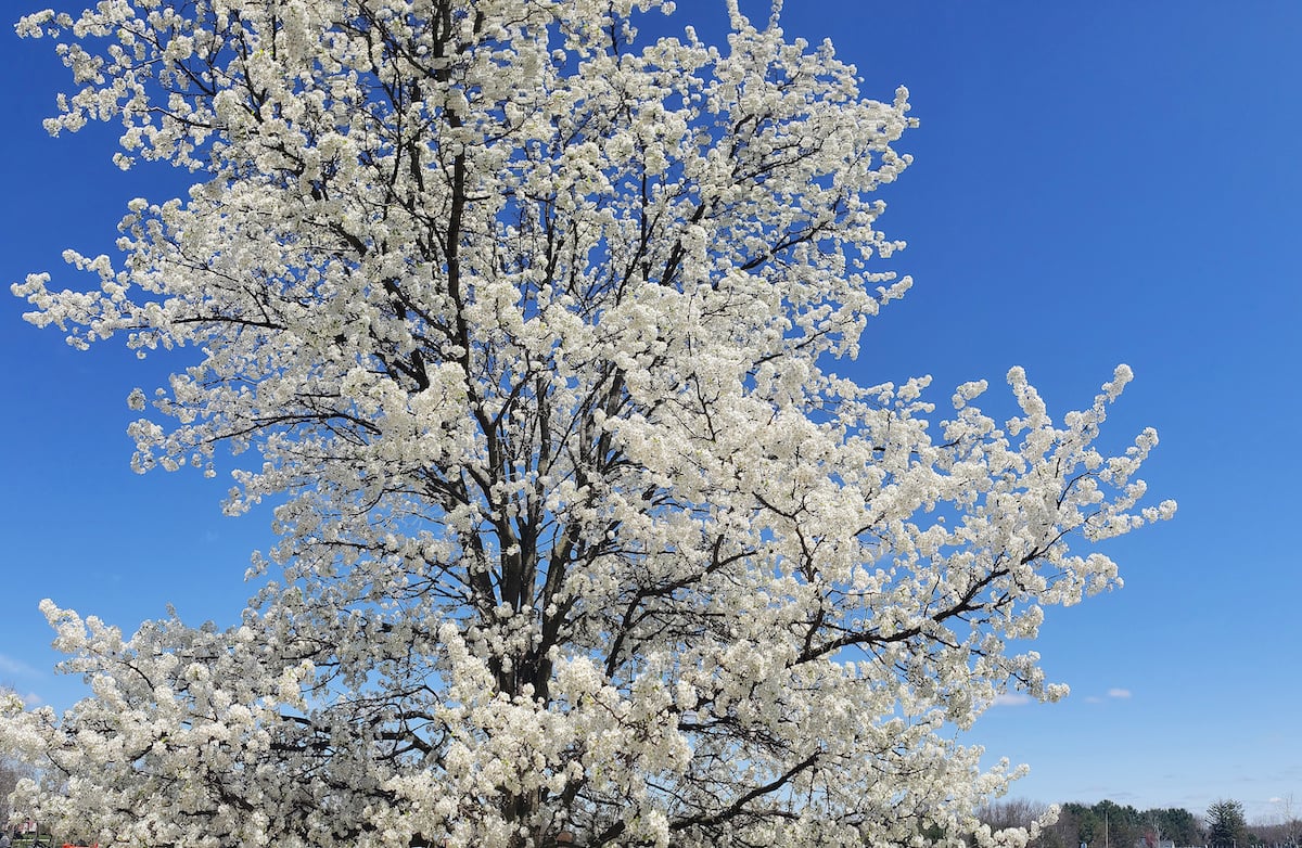 How To Prune A Crabapple Tree Minneopa Orchards