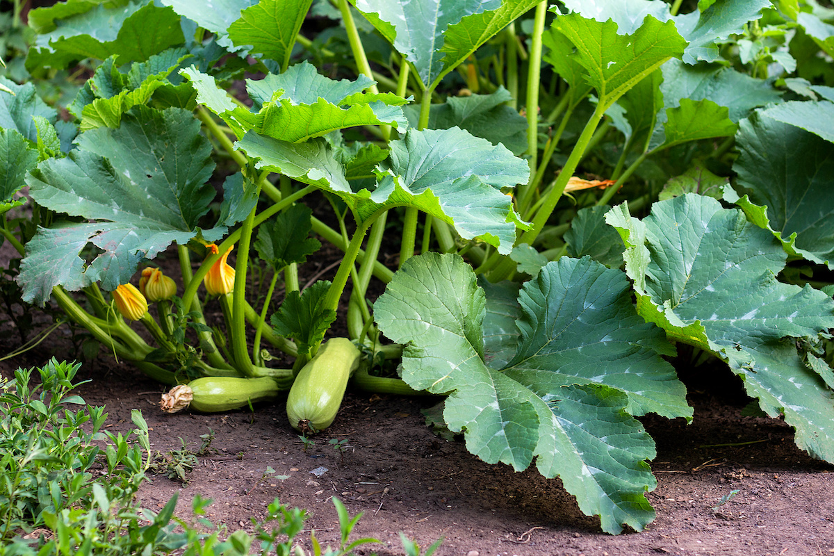 Squash Companion Plants Herbs at Larry Joyal blog