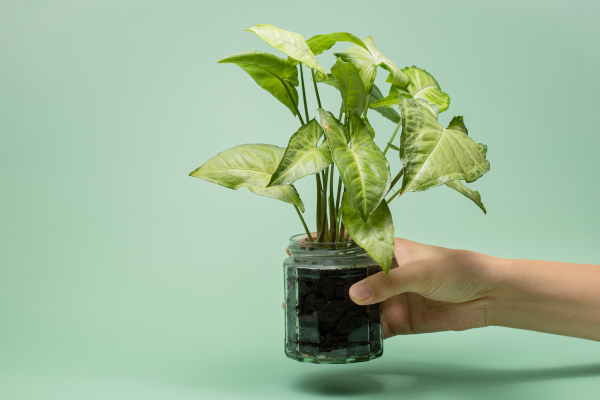 Propagating Arrowhead Plant An Easy Guide for Syngonium Minneopa