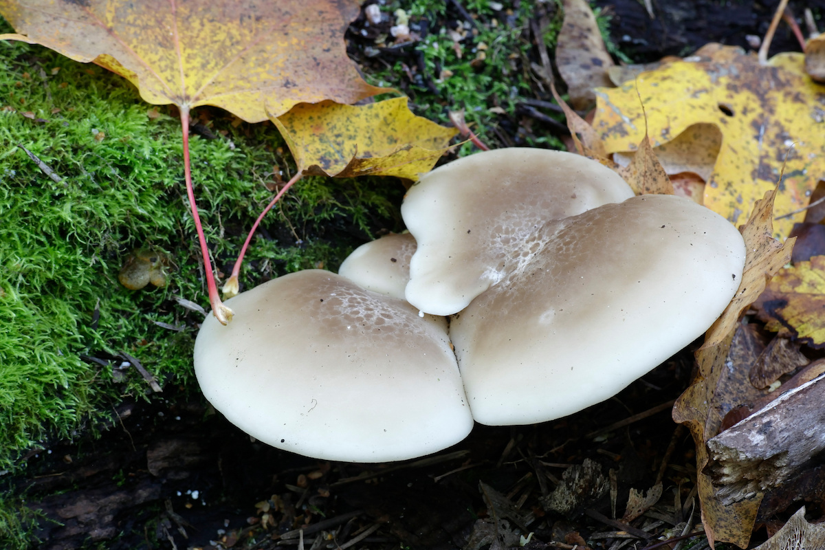 Elm Oyster Mushroom Cultivation, Benefits, and Recipes Minneopa Orchards