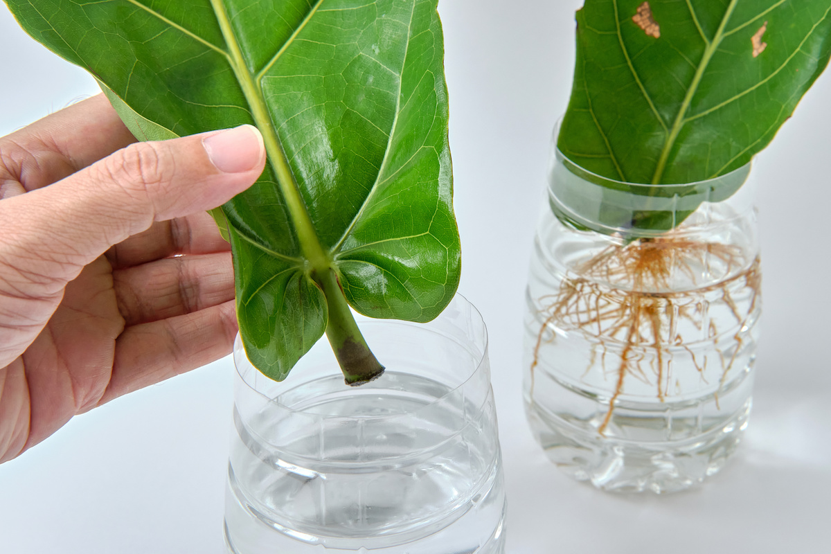 Propagating Fiddle Leaf Fig Your Simple Guide to Lush Foliage