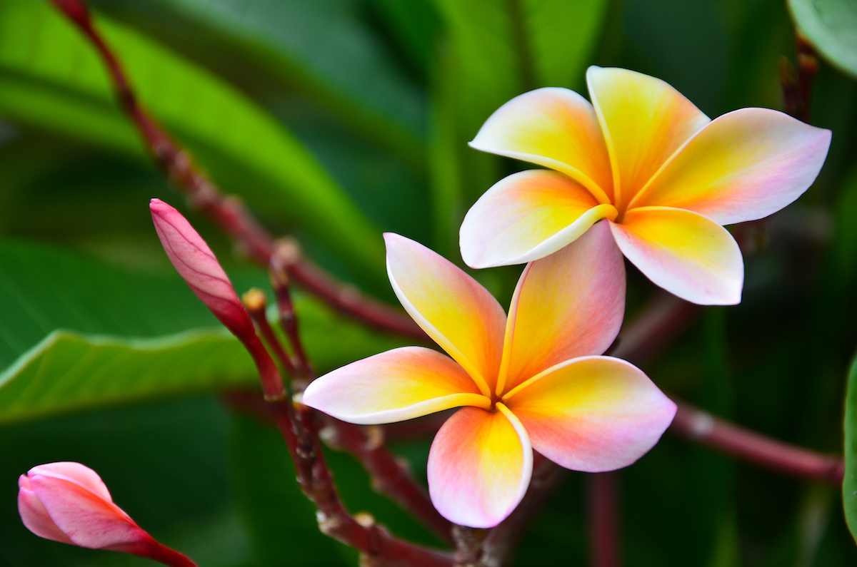 Propagating Plumeria Transport Your Garden to the Tropics Minneopa