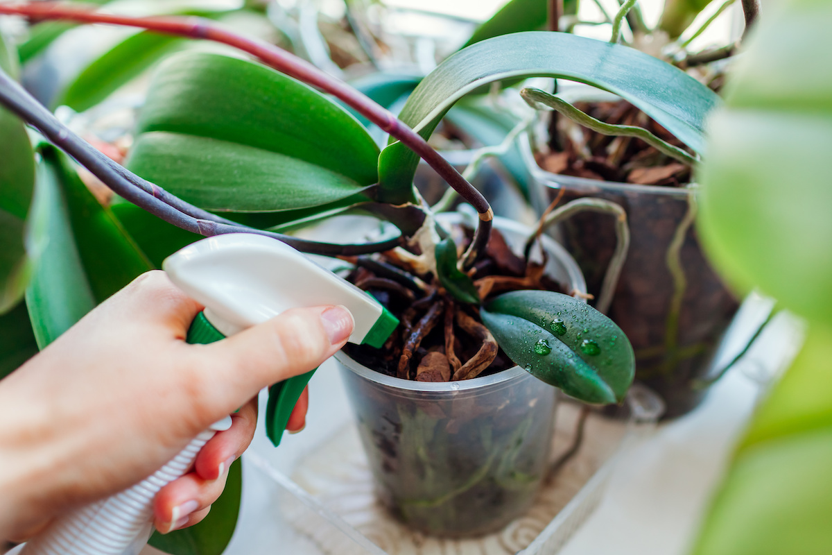Propagating Orchids A StepbyStep Guide for Exotic Beauty Minneopa