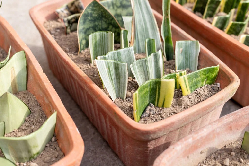 Propagating Snake Plants Simple Techniques for Success Minneopa Orchards