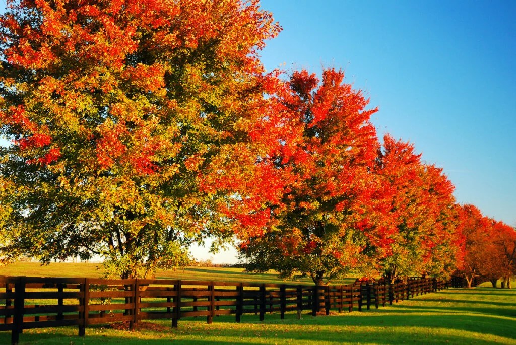 The Best Spots to Experience Kentucky Fall Foliage Minneopa Orchards