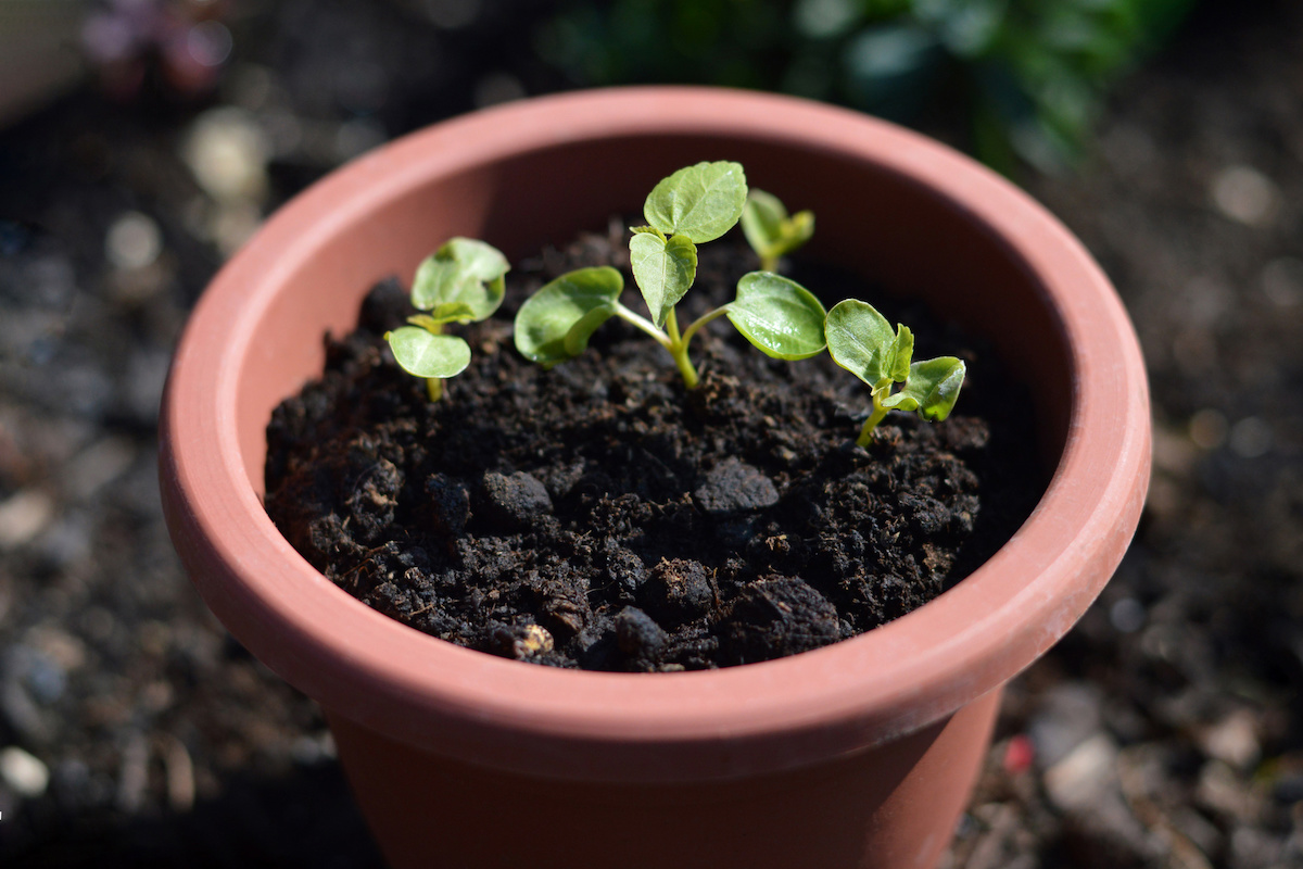Propagating Hibiscus A Tropical Guide for Vibrant Blooms Minneopa Orchards