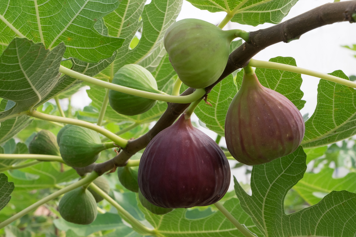 Why Planting Fruit Trees in Fall Could Be the Best Decision Minneopa Orchards