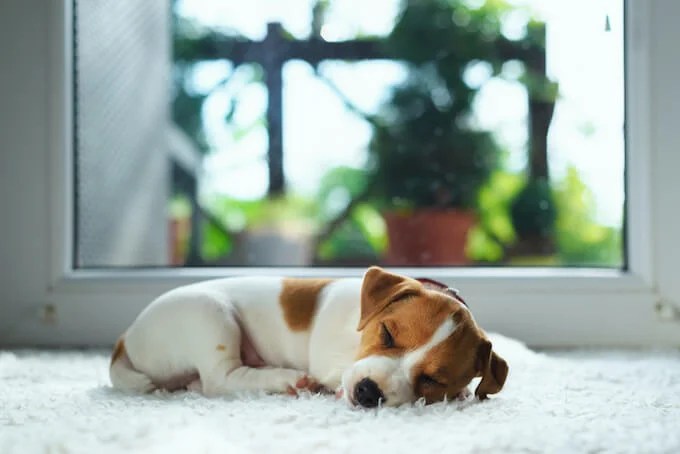 【ペットが死んだら飼い主がする3つのこと】安置、火葬、供養について