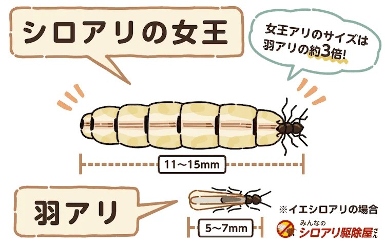 女王アリを捕まえるだけではシロアリを駆除できない！女王アリの役割から駆除方法のまとめ - すまいのホットライン シロアリの女王は寿命が長い？繁殖力がすごいのはなぜ？ 知られざる生態を解説 ｜ みんなのシロアリ駆除屋さん