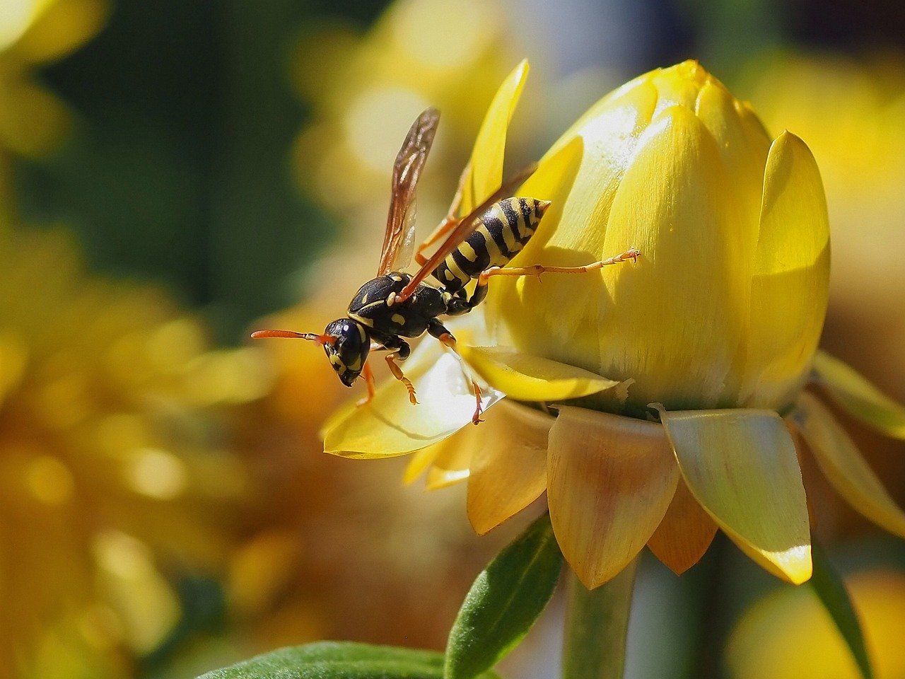 Wasps Identification, Habitat, Diet, and Control Mint Pest Control