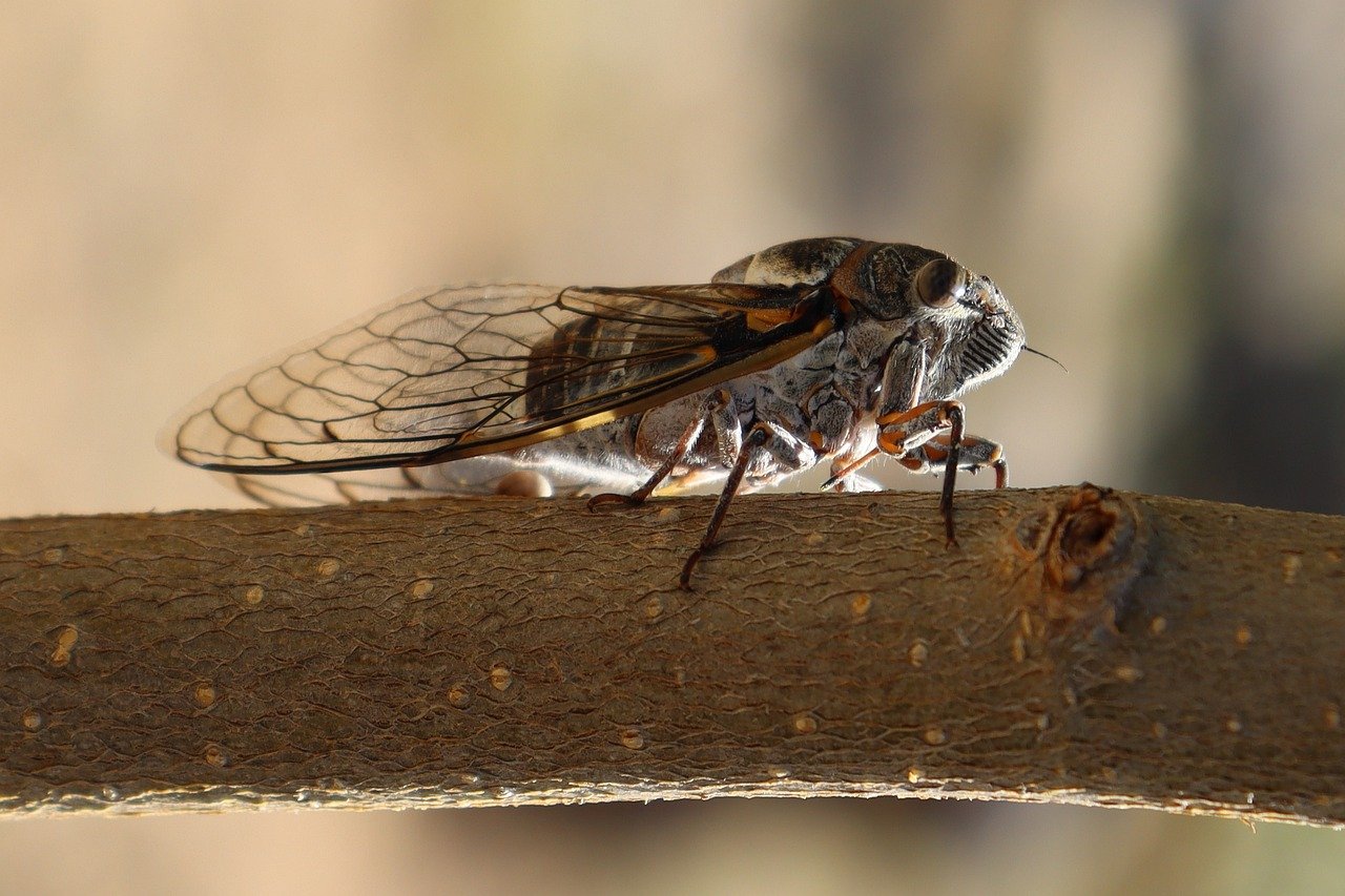 Cicadas Guide A Comprehensive Guide by Mint Pest Control