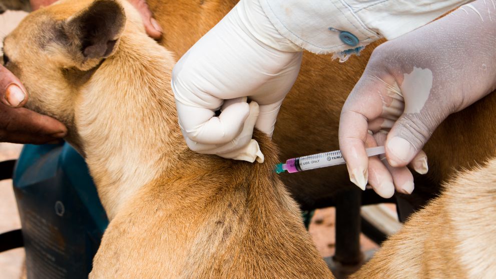 Microchip Para Perros Cómo Funciona y Cuánto Cuesta