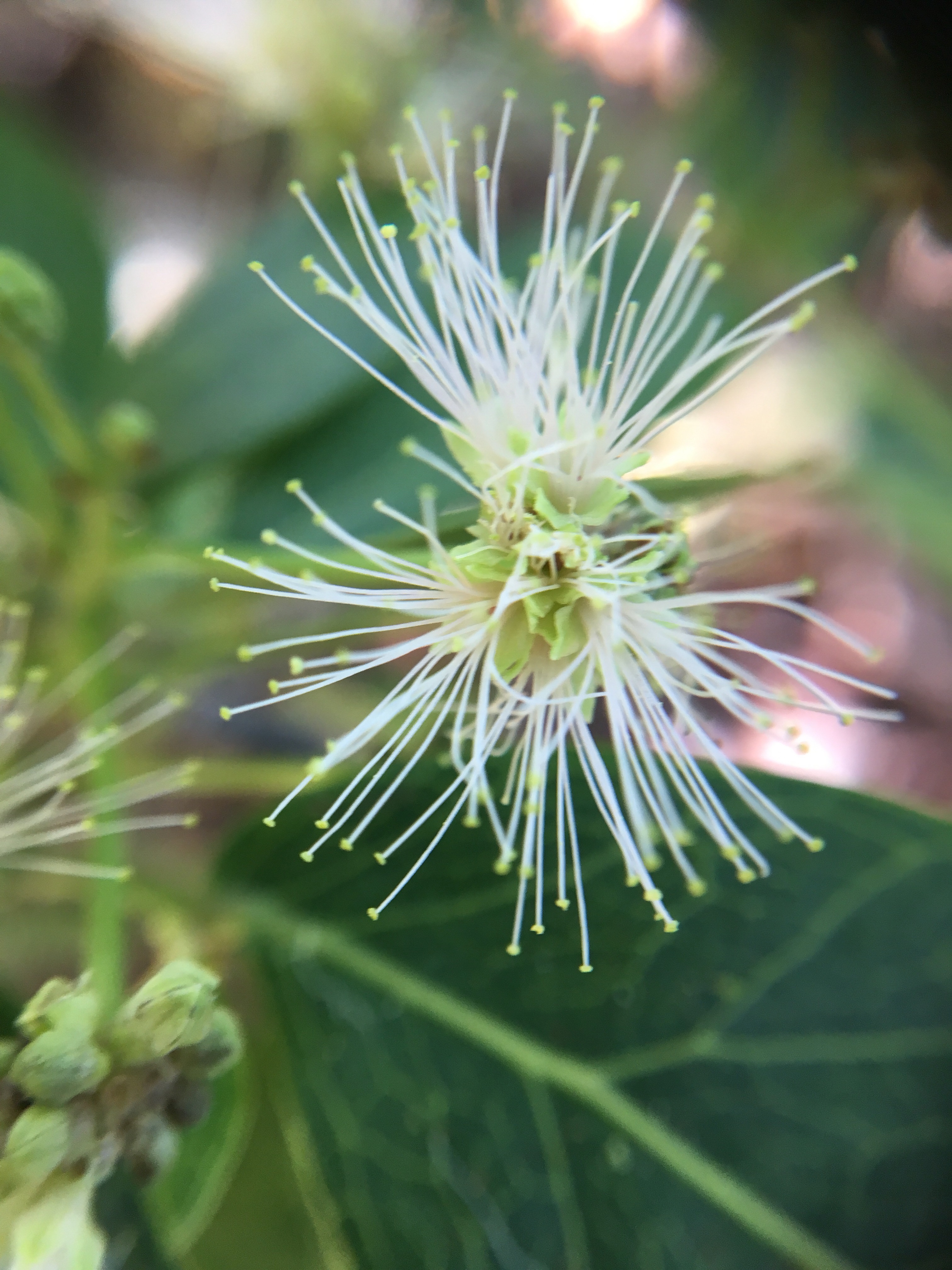 Key West wildflowers Minute Explorations