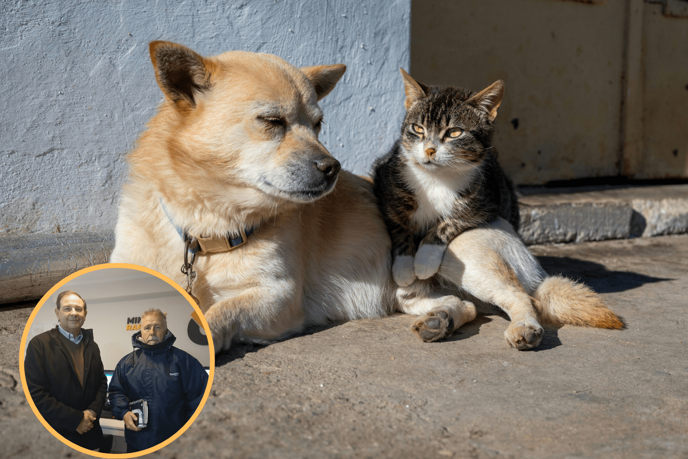 Rafaela tendría hasta 60.000 perros y gatos: buscan frenar el crecimiento de la población animal Rafaela tendría hasta 60.000 perros y gatos: buscan frenar el crecimiento de la población animal