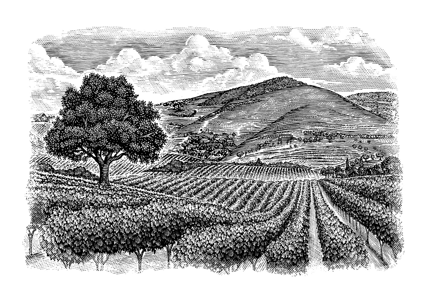Vineyard Landscape Illustrations by Steven Noble on Behance