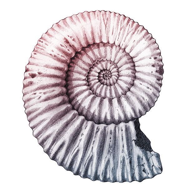 FOSSILS pencil illustrations on Student Show