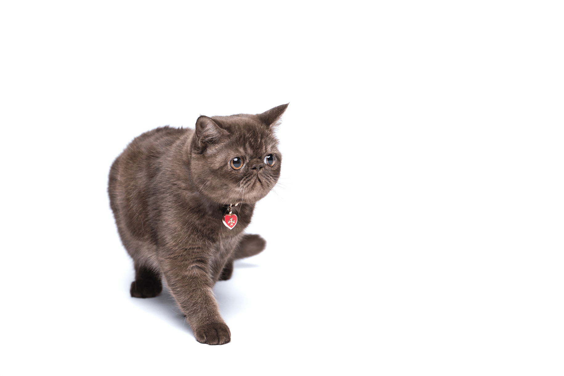 Pet Portrait Cats on Behance
