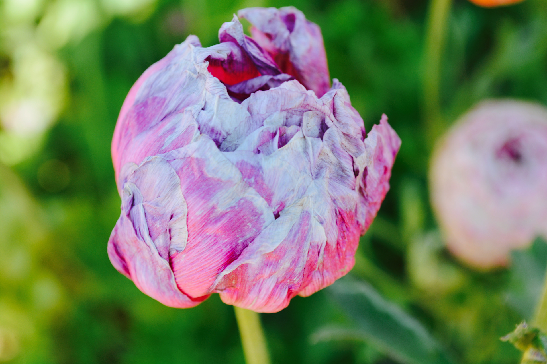 Flora Vista on Behance