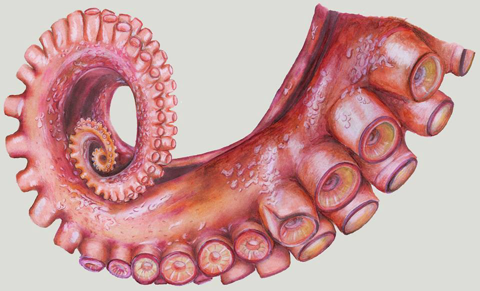 Tentacle on Behance