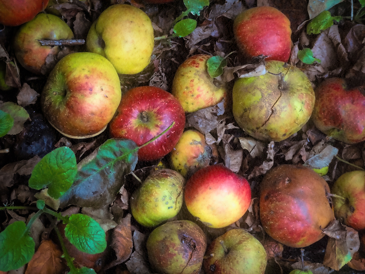 Decaying fruit on Behance