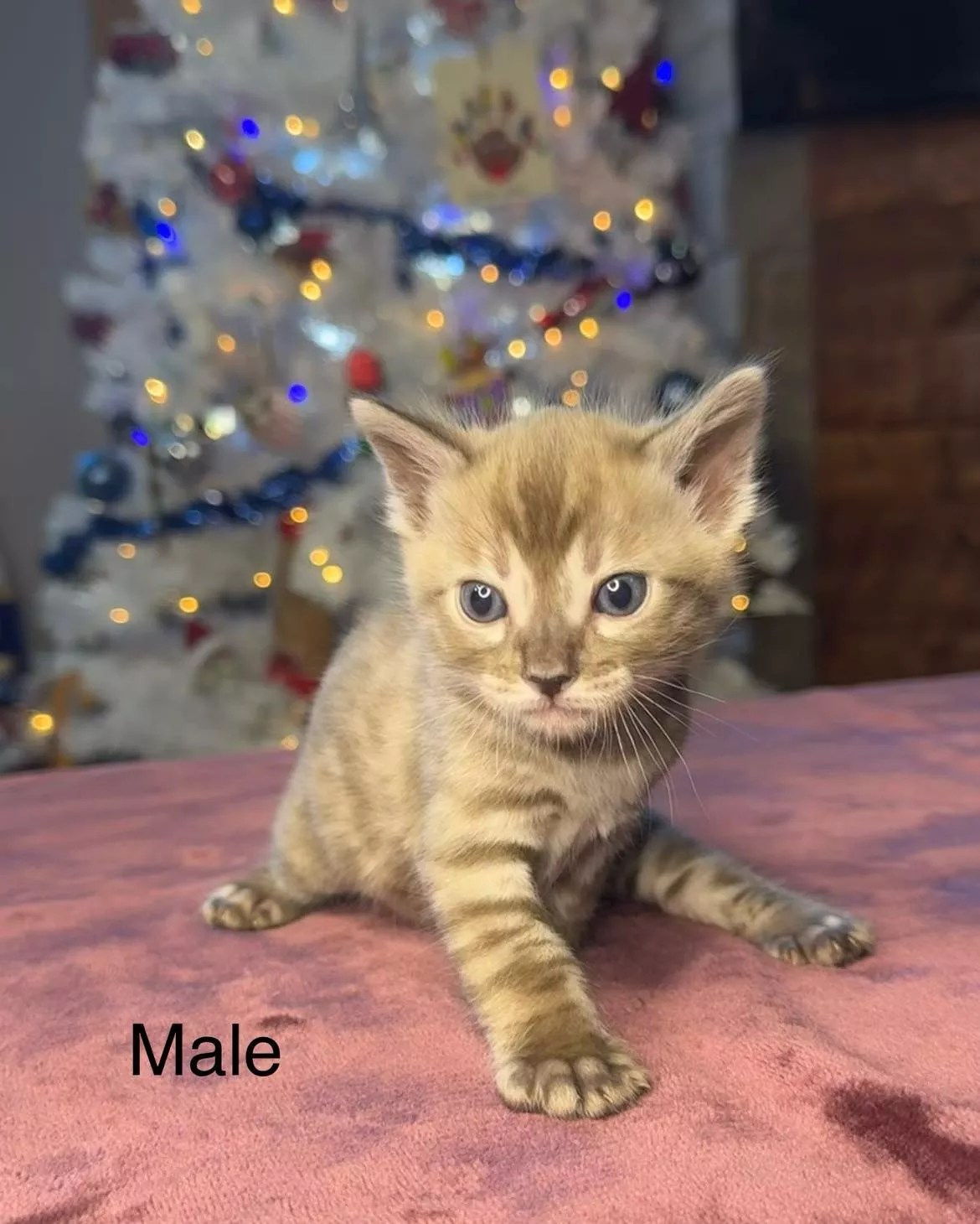 Available Kittens Bengal Kittens Available Mirabell Bengals Denver, Colorado