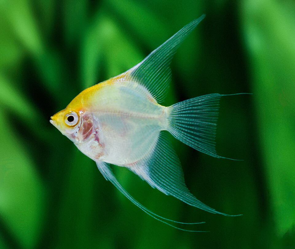 MIRACLE PETS International Sri Lanka