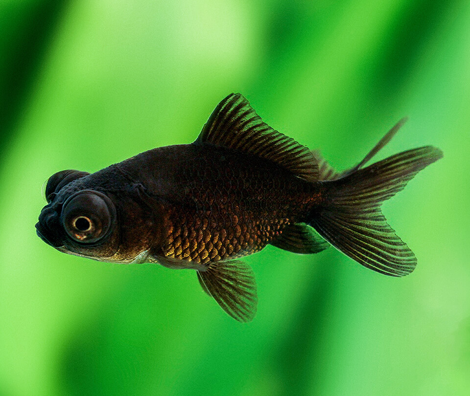 MIRACLE PETS International Sri Lanka