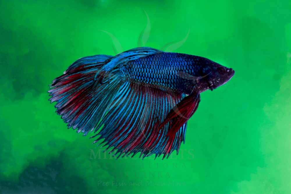 Betta MIRACLE PETS International Sri Lanka