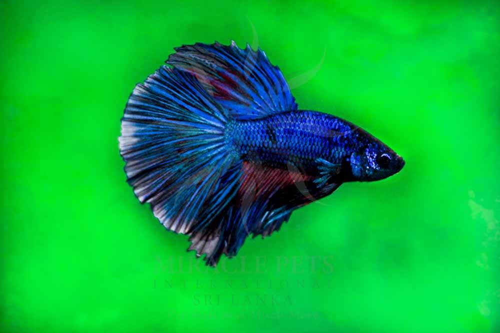 Betta MIRACLE PETS International Sri Lanka