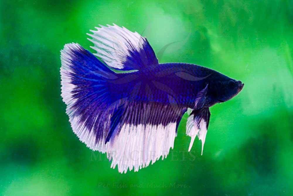 Betta MIRACLE PETS International Sri Lanka