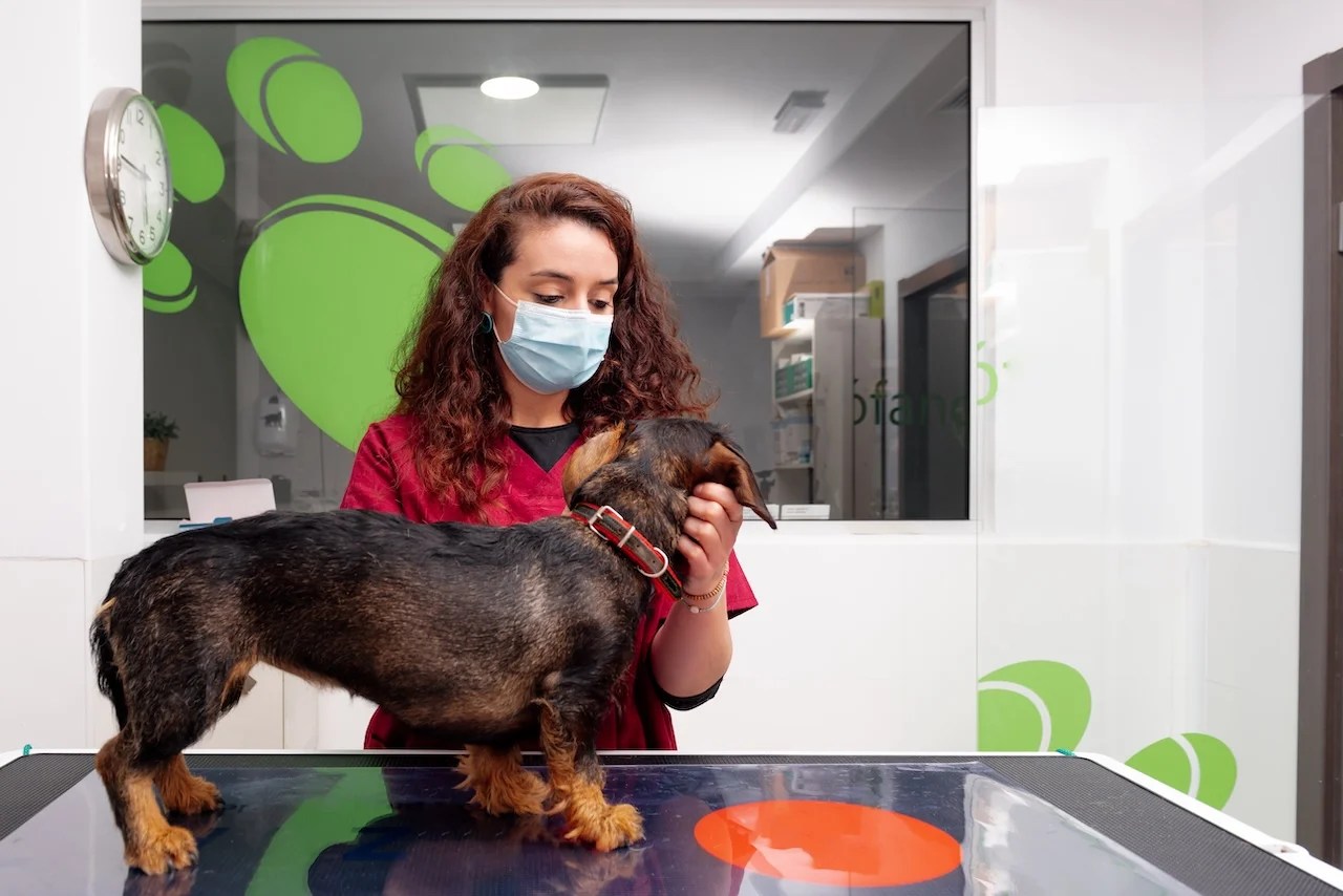 7 Dog Walking Best Pet Care App Development 2024