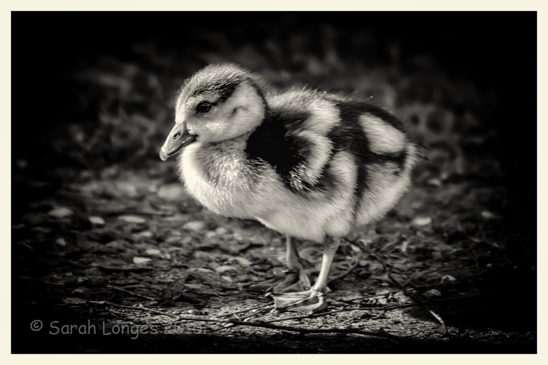 Black And White Challenge Day 3 Baby Steps Taking One Day At A Time