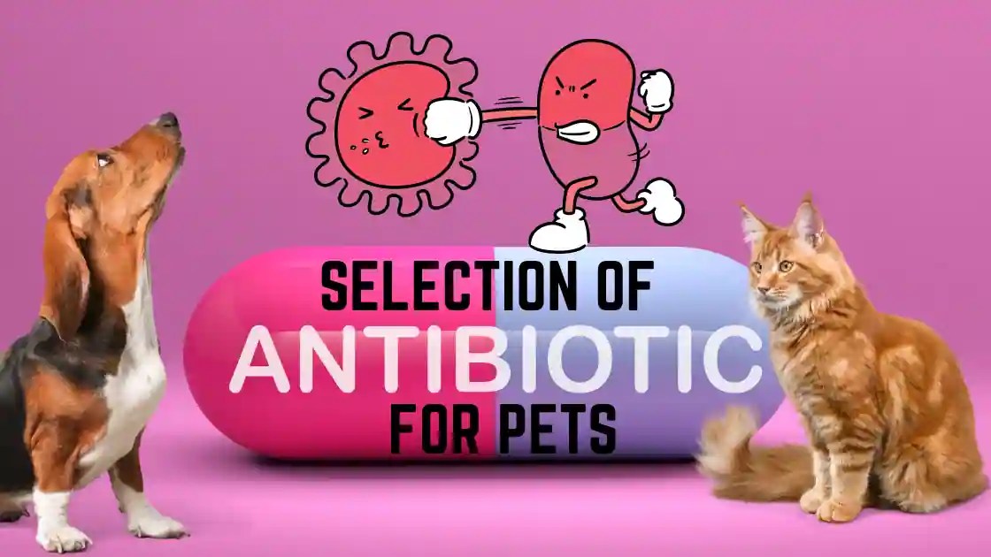Pet Antibiotics Guide MIRADUKES MAGNIFICENT SOLUTIONS