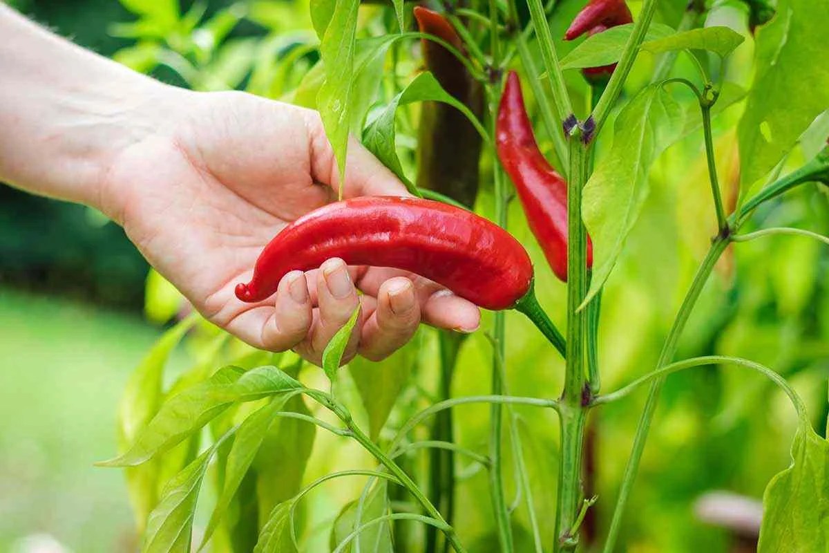 Super Chili Peppers, Explore The World Of Flavors
